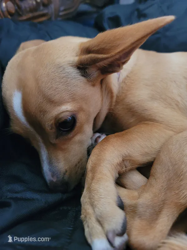 Miriam – Chihuahua puppy for sale in Albuquerque, NM