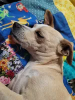 Faith, a female Dachshund and Chihuahua for sale in Albuquerque, NM – 9 of 10