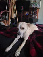 Faith, a female Dachshund and Chihuahua for sale in Albuquerque, NM – 4 of 10