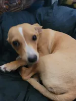 Miriam, a female Dachshund and Chihuahua for sale in Albuquerque, NM – 10 of 10