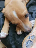 Miriam, a female Dachshund and Chihuahua for sale in Albuquerque, NM – 8 of 10