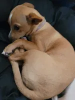 Miriam, a female Chihuahua for sale in Albuquerque, NM – 10 of 10