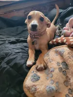 Miriam, a female Chihuahua for sale in Albuquerque, NM – 7 of 10