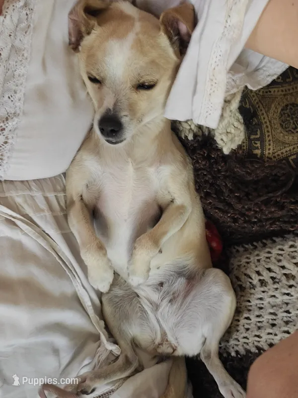 Faith – Chihuahua puppy for sale in Albuquerque, NM