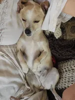 Faith, a female Chihuahua for sale in Albuquerque, NM – 1 of 1