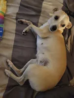 Faith, a female Dachshund and Chihuahua for sale in Albuquerque, NM – 7 of 10