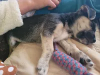 Jonathan, a male Chihuahua for sale in Albuquerque, NM – Photo 2 of 7