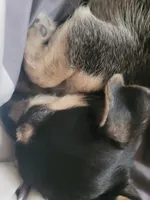 Jonathan, a male Chihuahua for sale in Albuquerque, NM – Photo 3 of 7