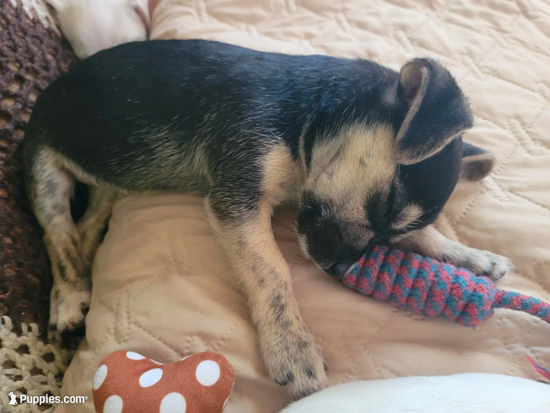 Jonathan, a male Chihuahua for sale in Albuquerque, NM – Photo 7 of 7