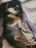 Jonathan, a male Chihuahua for sale in Albuquerque, NM – Photo 4 of 7