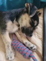 Jonathan, a male Chihuahua for sale in Albuquerque, NM – Photo 5 of 7