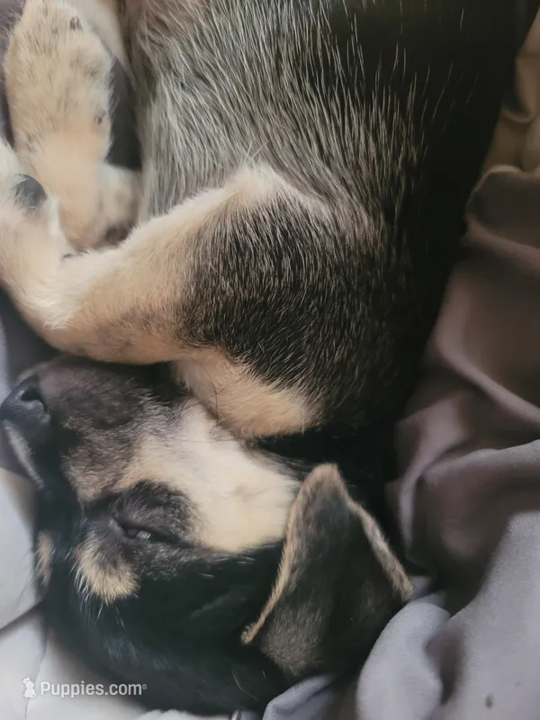 Jonathan – Chihuahua puppy for sale in Albuquerque, NM