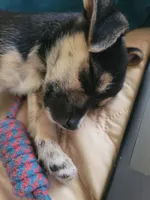 Jonathan, a male Chihuahua for sale in Albuquerque, NM – Photo 6 of 7