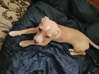 Miriam, a female Dachshund and Chihuahua for sale in Albuquerque, NM – 7 of 10