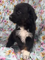 Amy, a female Australian Shepherd for sale in Kimbolton, OH – Photo 4 of 5