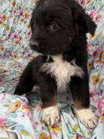 Amy, a female Australian Shepherd for sale in Kimbolton, OH – Photo 2 of 5