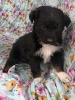 Amy, a female Australian Shepherd for sale in Kimbolton, OH – Photo 1 of 5