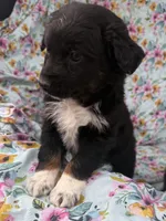 Amy, a female Australian Shepherd for sale in Kimbolton, OH – Photo 5 of 5