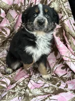 processed/16ea1d26-fac0-4817-87f3-9e3c929c64df/listing/c000a1d6-4c3b-4053-9397-361b597dde3f/f3007b9a-69a9-461c-bb6d-a31702156134