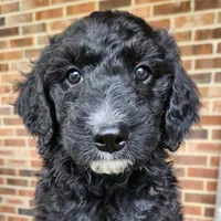 Scout, a male Aussiedoodle for sale in Columbia, TN – 2 of 10