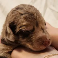 Ginger, a female Aussiedoodle for sale in Columbia, TN – 4 of 10