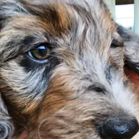 Daisy, a female Aussiedoodle for sale in Columbia, TN – 10 of 10