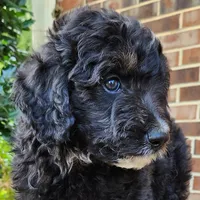 Stella, a female Aussiedoodle for sale in Columbia, TN – 6 of 10