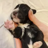 Snoopy, a male Aussiedoodle for sale in Columbia, TN – 10 of 10