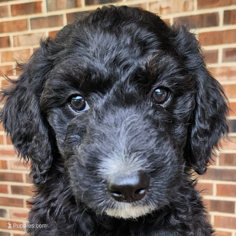 Scout – Aussiedoodle puppy for sale in Columbia, TN