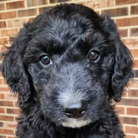 Scout, a male Aussiedoodle for sale in Columbia, TN – 1 of 10