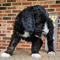 Snoopy, a male Aussiedoodle for sale in Columbia, TN – 8 of 10