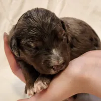 Misty, a female Aussiedoodle for sale in Columbia, TN – 4 of 10