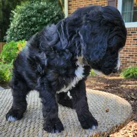 Trixie, a female Aussiedoodle for sale in Columbia, TN – 9 of 10