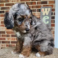 Daisy, a female Aussiedoodle for sale in Columbia, TN – 5 of 10