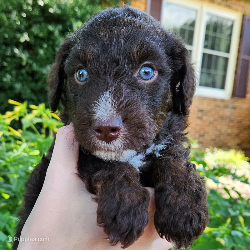 Pluto – Aussiedoodle puppy for sale in Columbia, TN