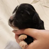 Snoopy, a male Aussiedoodle for sale in Columbia, TN – 4 of 10