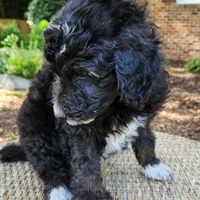 Stella, a female Aussiedoodle for sale in Columbia, TN – 9 of 10
