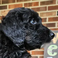 Scout, a male Aussiedoodle for sale in Columbia, TN – 5 of 10