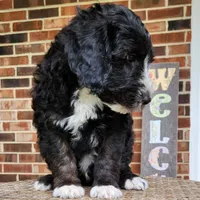 Snoopy, a male Aussiedoodle for sale in Columbia, TN – 9 of 10