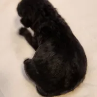 Scout, a male Aussiedoodle for sale in Columbia, TN – 9 of 10