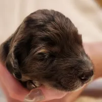Daisy, a female Aussiedoodle for sale in Columbia, TN – 5 of 10