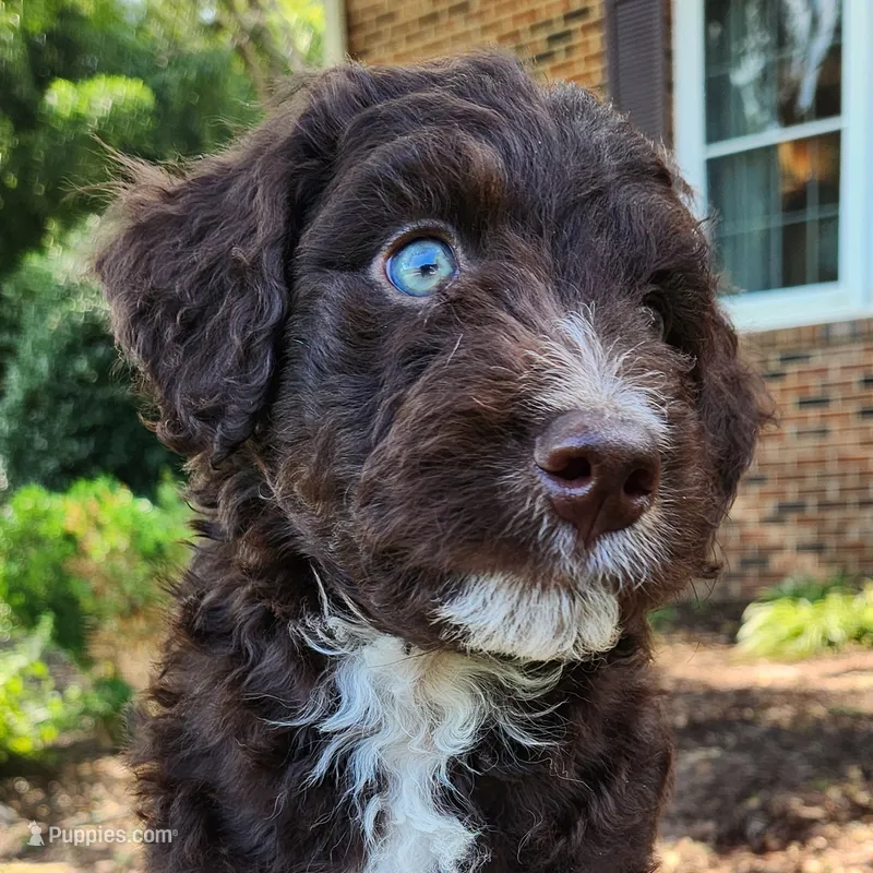Pluto – Aussiedoodle puppy for sale in Columbia, TN