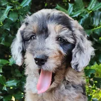 Pixie, a female Miniature Aussiedoodle for sale in Columbia, TN – 3 of 10