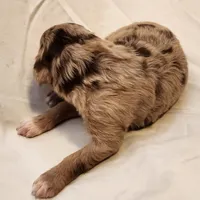 Ginger, a female Aussiedoodle for sale in Columbia, TN – 7 of 10