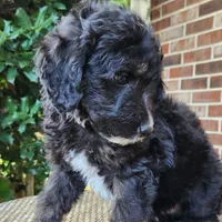 Stella, a female Aussiedoodle for sale in Columbia, TN – 7 of 10