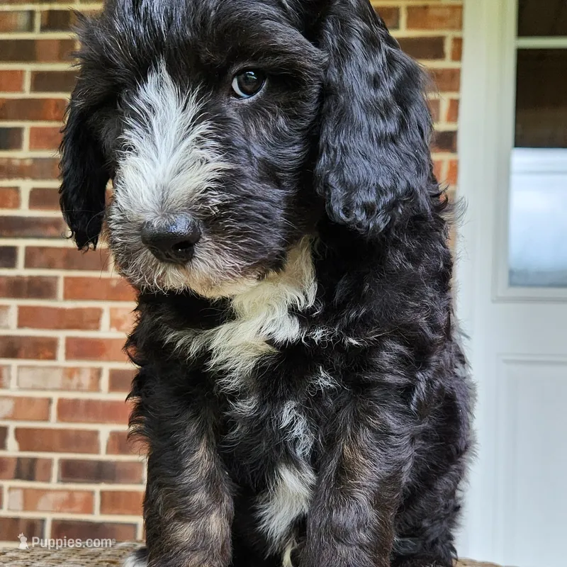 Snoopy – Aussiedoodle puppy for sale in Columbia, TN