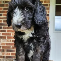 Snoopy, a male Aussiedoodle for sale in Columbia, TN – 1 of 10