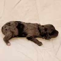 Pixie, a female Miniature Aussiedoodle for sale in Columbia, TN – 9 of 9