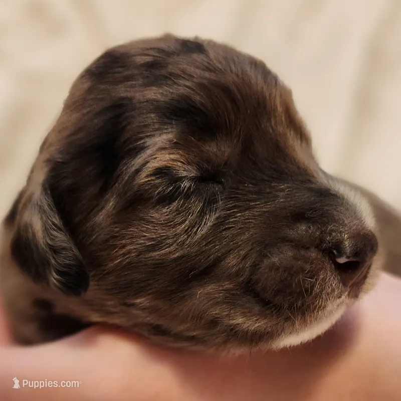 Daisy – Aussiedoodle puppy for sale in Columbia, TN