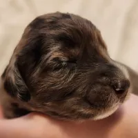 Daisy, a female Aussiedoodle for sale in Columbia, TN – 1 of 10
